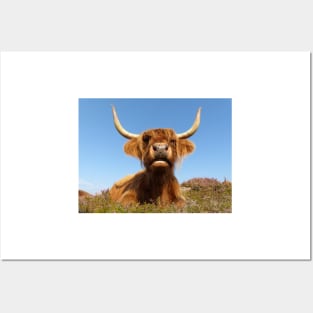 Highland Cow Posters and Art